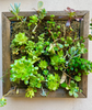 succulent frame 1.png