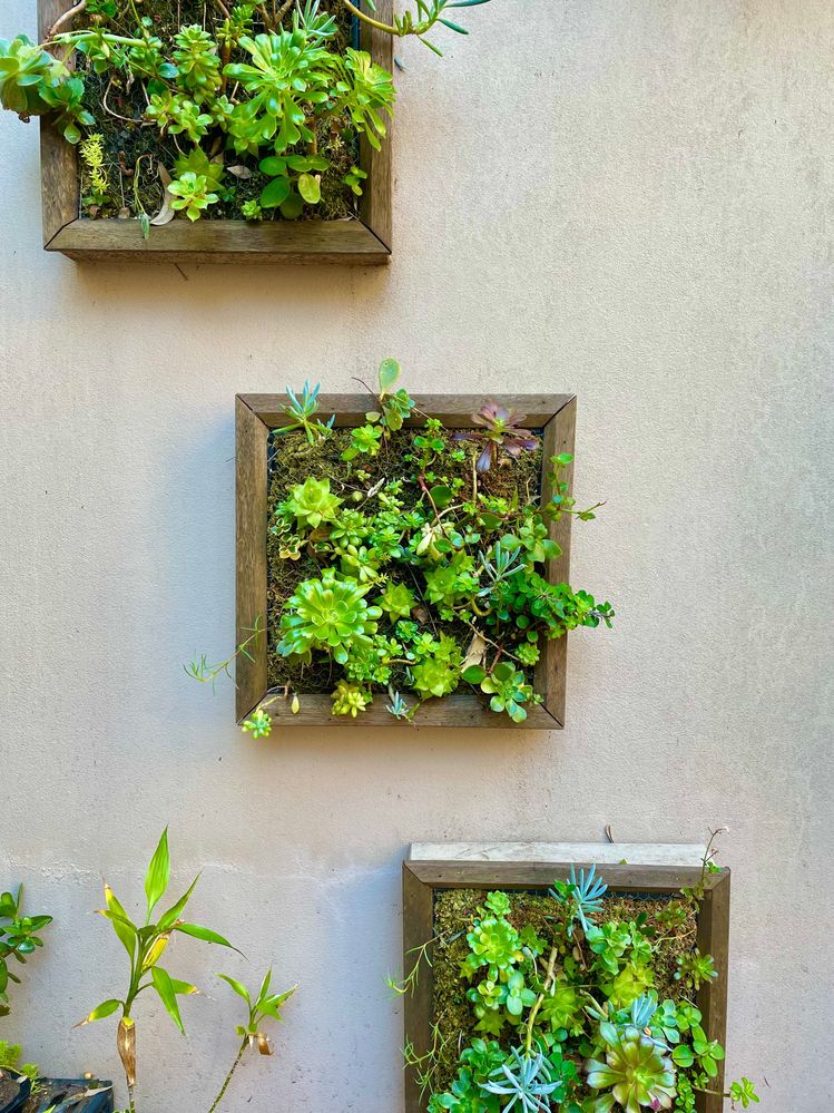 succulent frames.jpeg