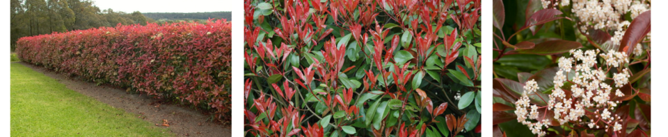 Photinia.png
