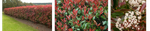 Photinia.png