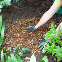 Mulch is a key part of watering well.