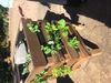 Mobile veg garden