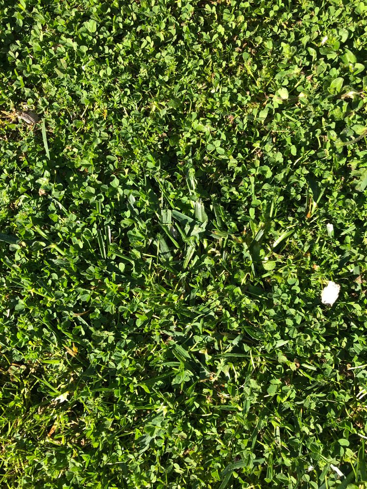 What to use to turn a weedy lawn back to... Bunnings community