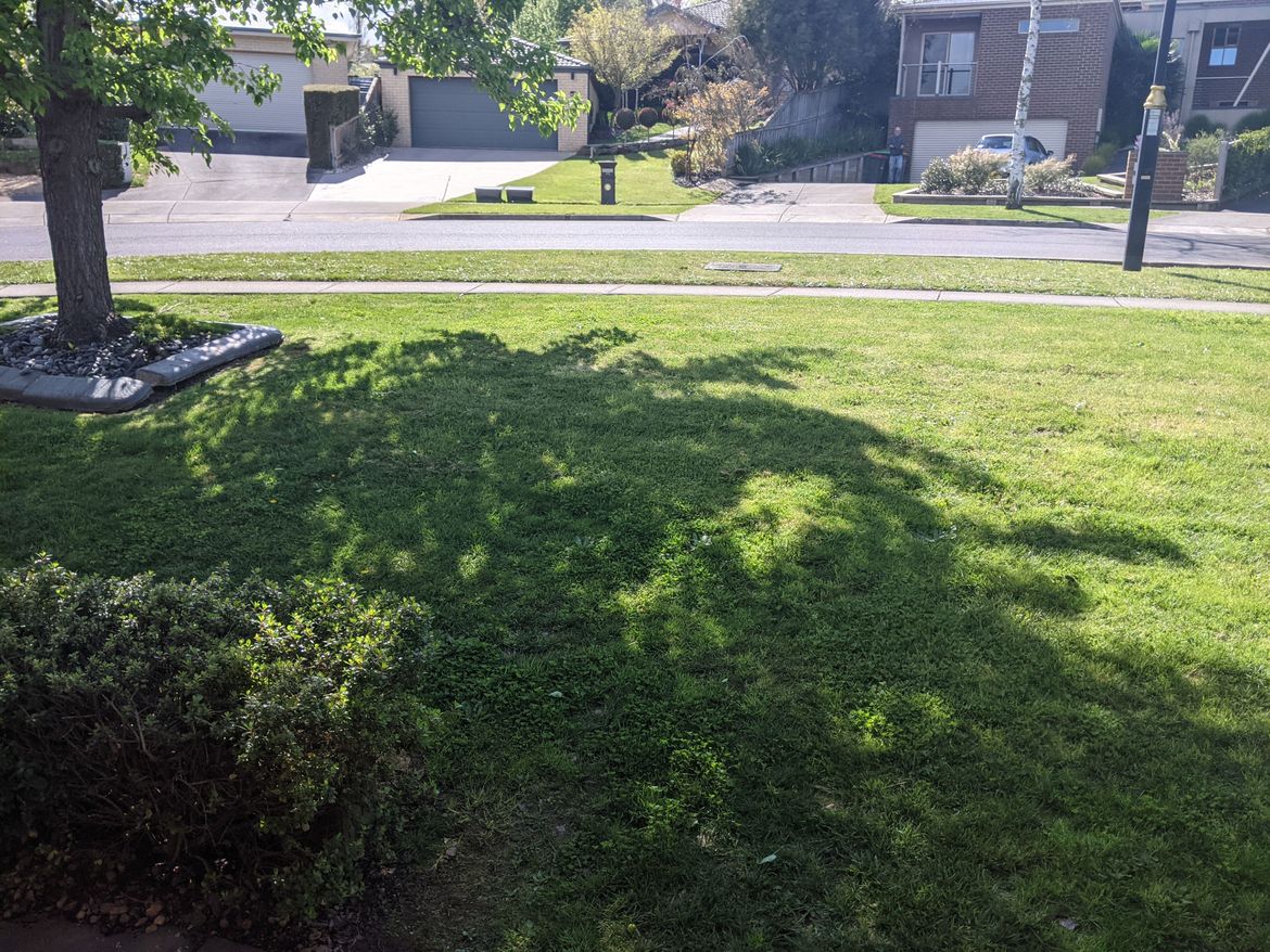 Left section of front lawn