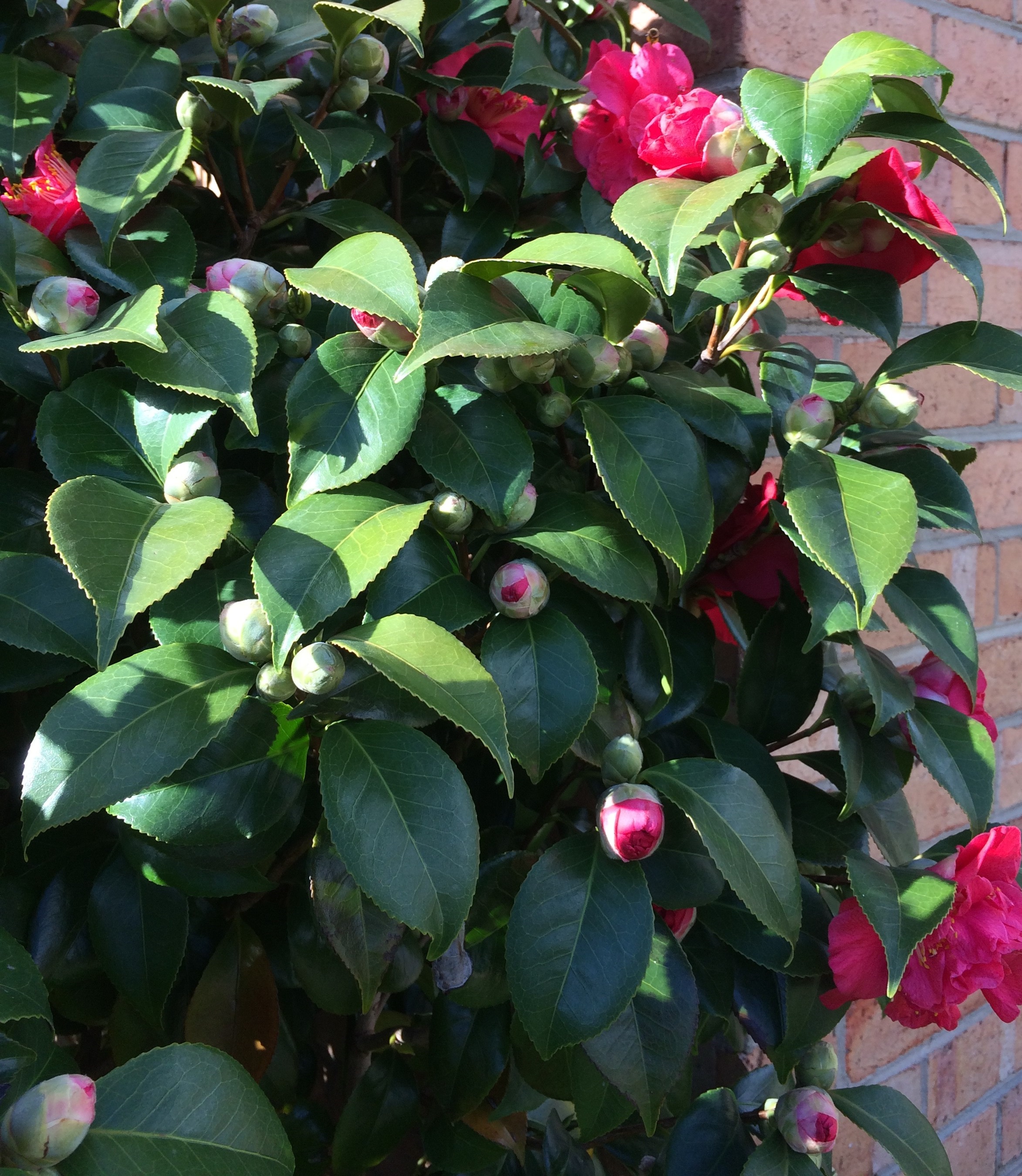 Camellia Front.jpg
