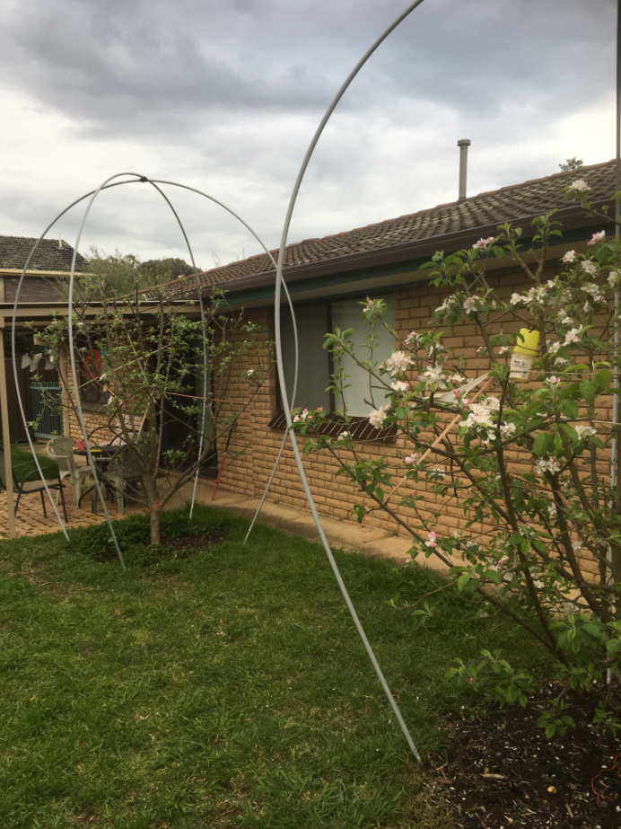 How can I keep Blackbirds out of my gard... Page 2 Bunnings