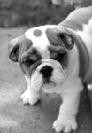 bulldog.jpg