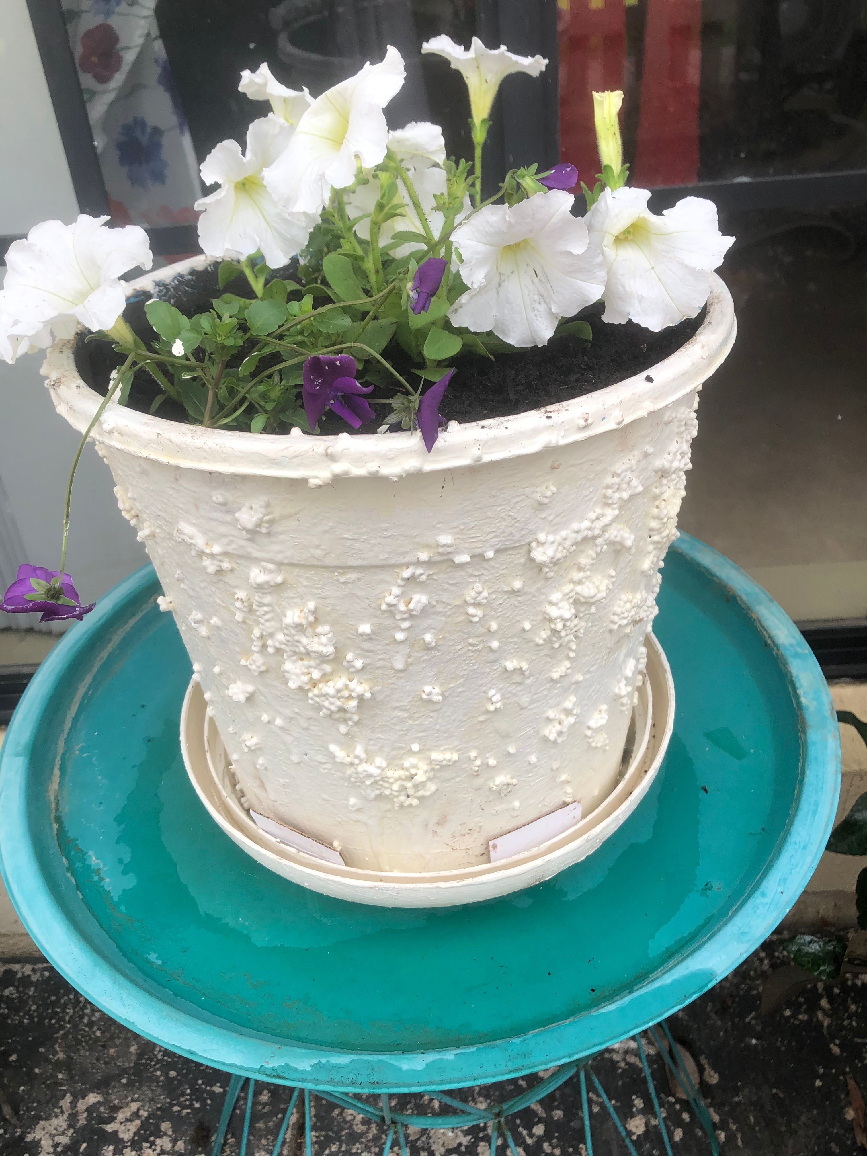 Can you paint a plastic pot? Bunnings community