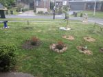 20211014 Bird Bath plus Ground Cover.jpg