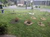 20211014 Bird Bath plus Ground Cover.jpg