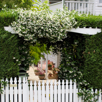 Trained star jasmine creates a fragrant welcome.png