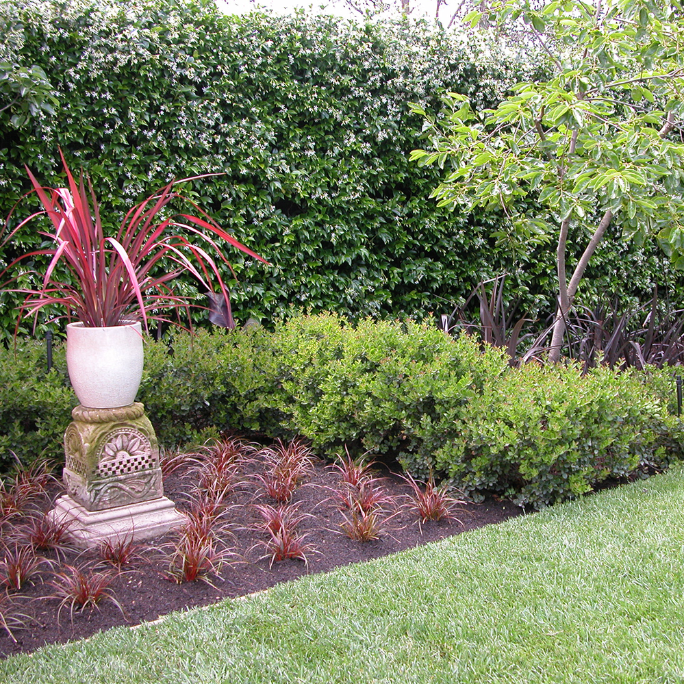 Colourful garden plants by Noelle.