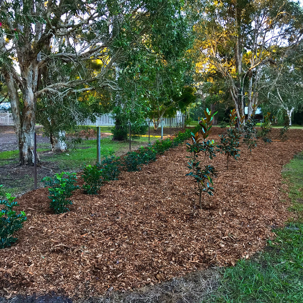 New native hedge by Adam_W