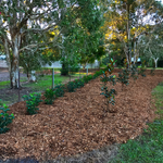 New native hedge by Adam_W