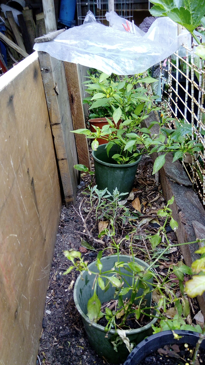 Solved Growing and caring for chilli plants Page 3 Bunnings