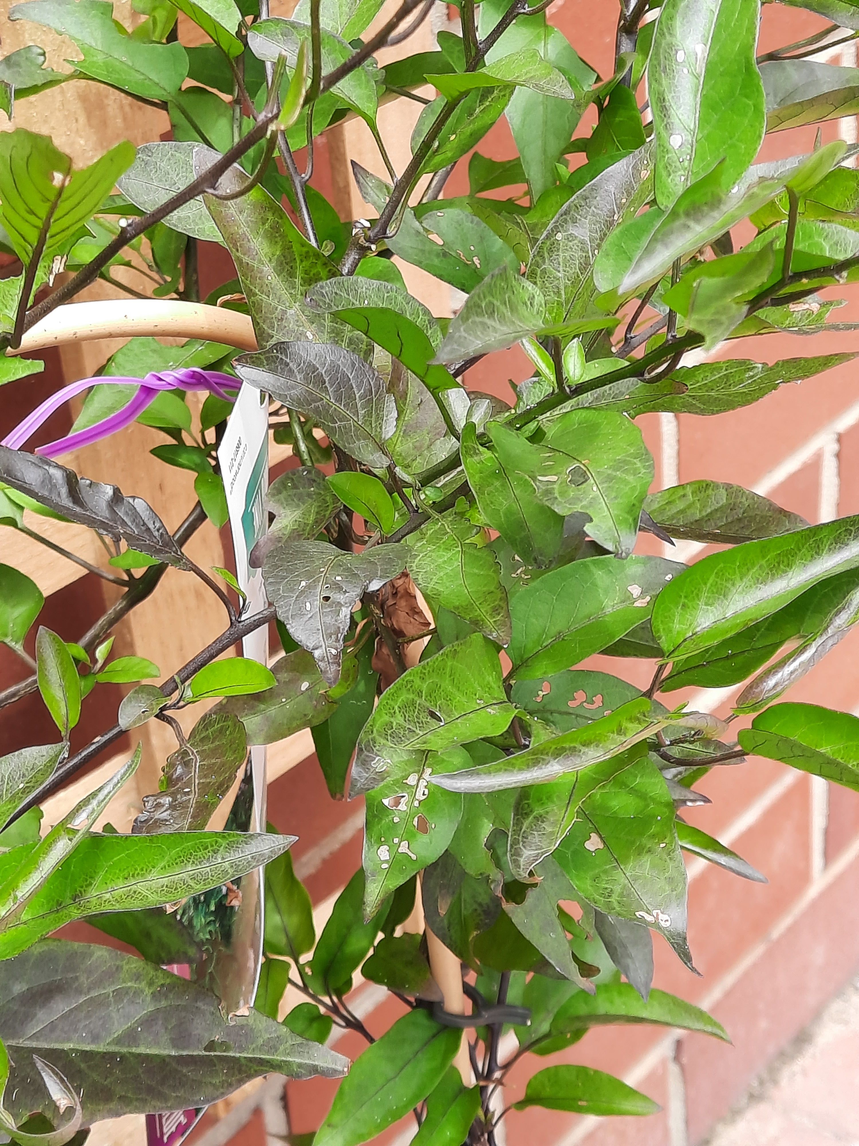 My Jasmine leaves have holes and brown s... Bunnings community