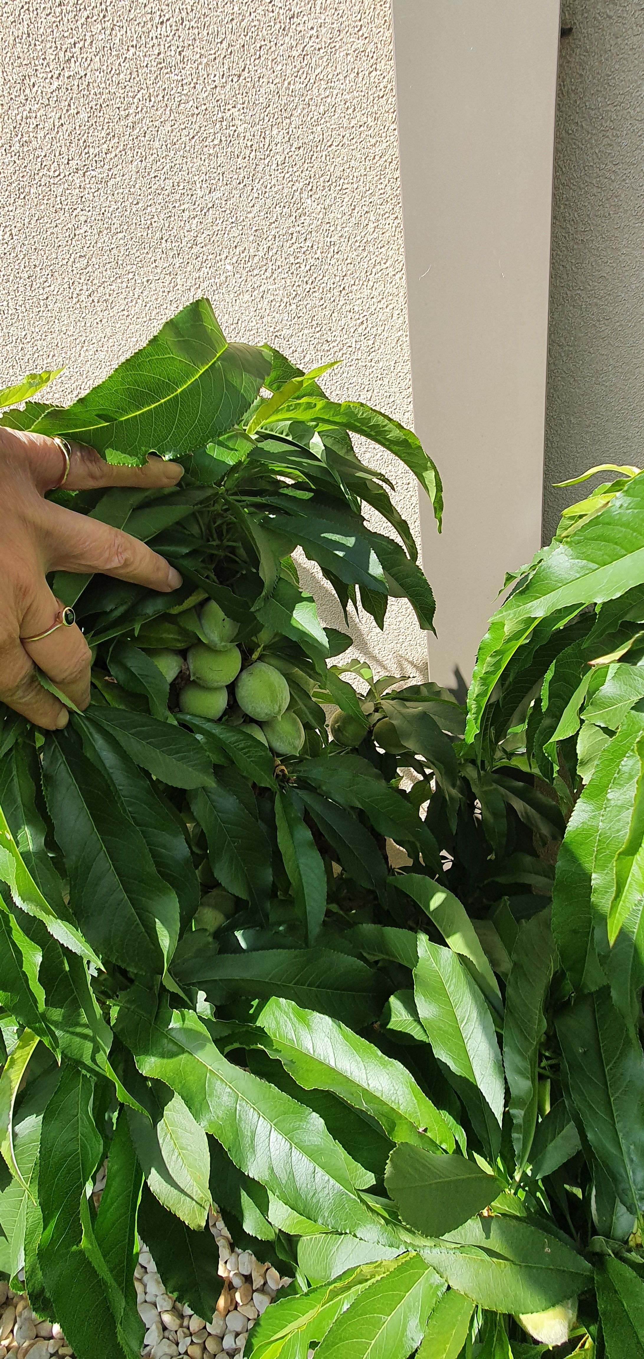 Solved Leaf Curl On Nectarine Tree Bunnings community