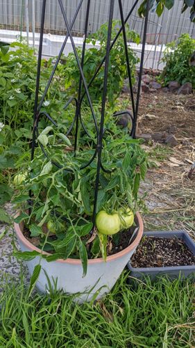 Potted, no yellow leaves