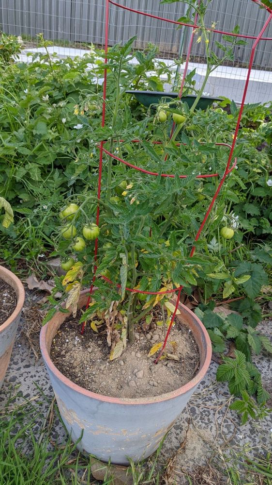 Potted, yellow leaves