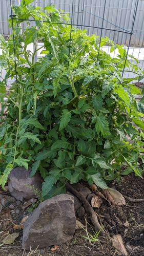 Garden, No Yellow leaves