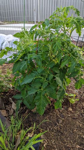 Garden, no yellow leaves