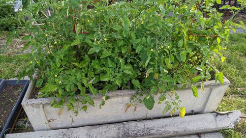 Tubs, no yellow leaves