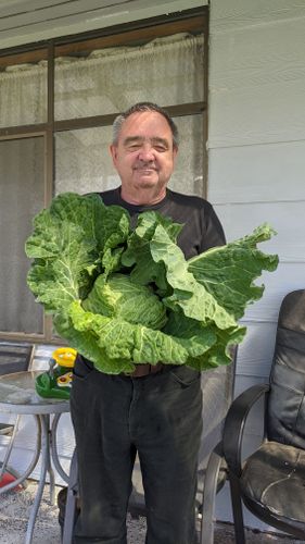 First cabbage for 2021