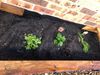 garden bed.jpeg