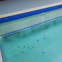 Algae can quickly take hold in your pool