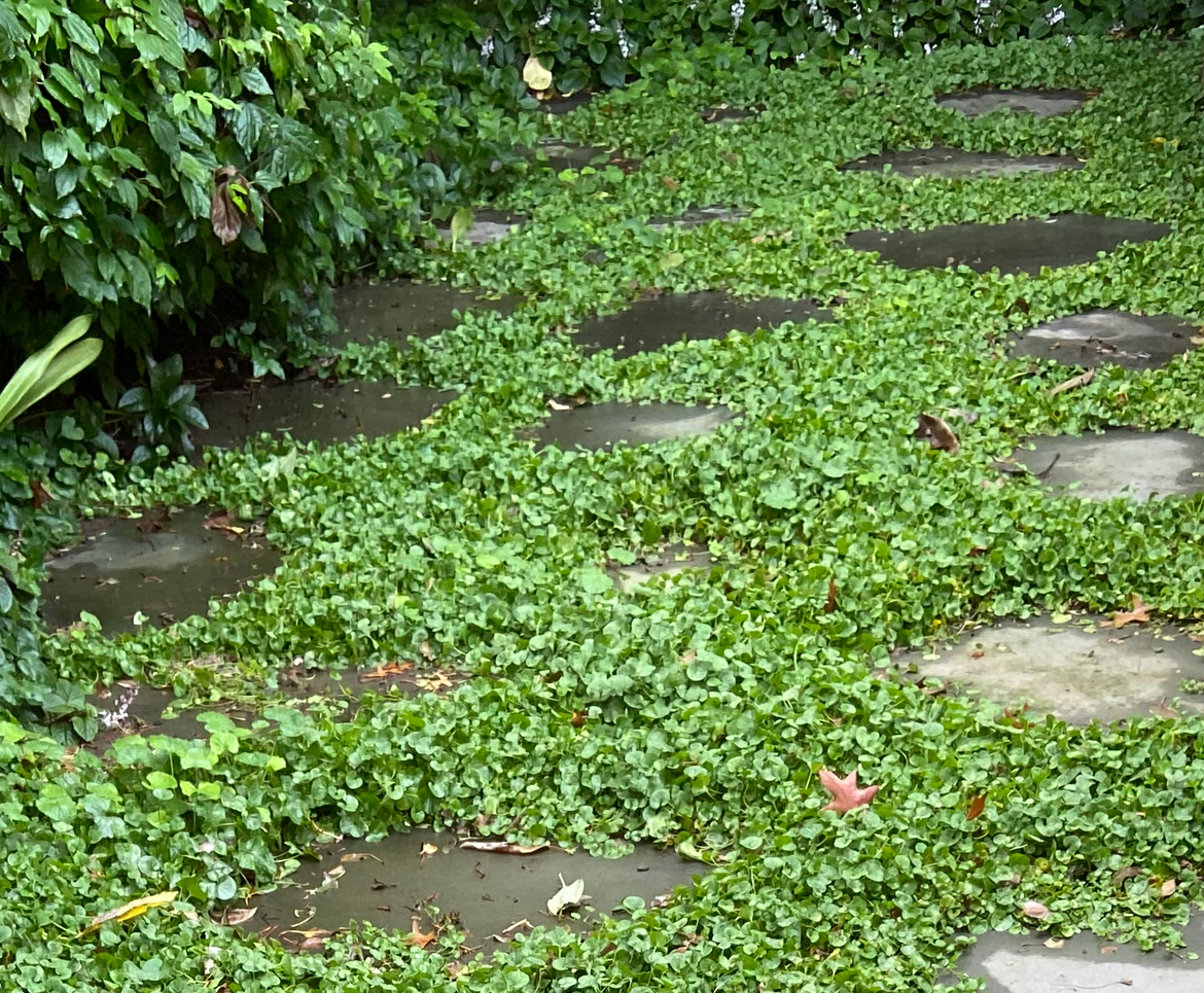 Bluestone rounds used to replace lawn