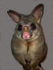 Brushtail_possum.jpeg