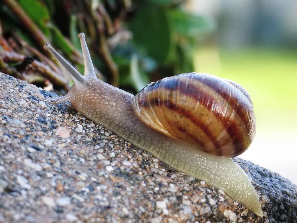 Common_snail.jpeg
