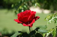 Beautiful_Red_Rose.jpeg