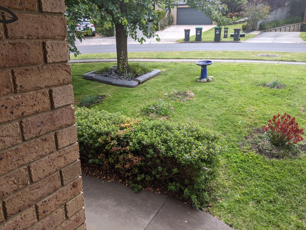 Bird bath and grasses