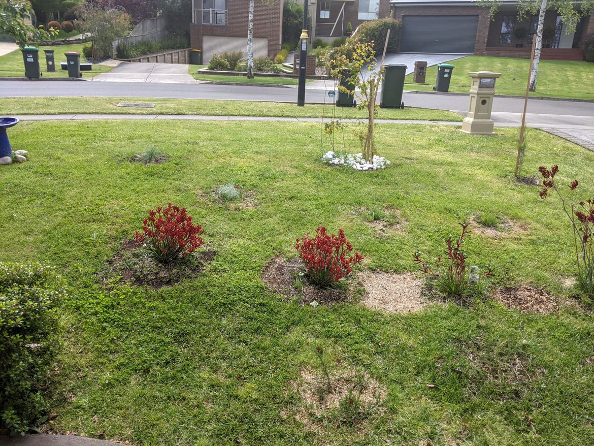 The Kangaroo paws and grasses
