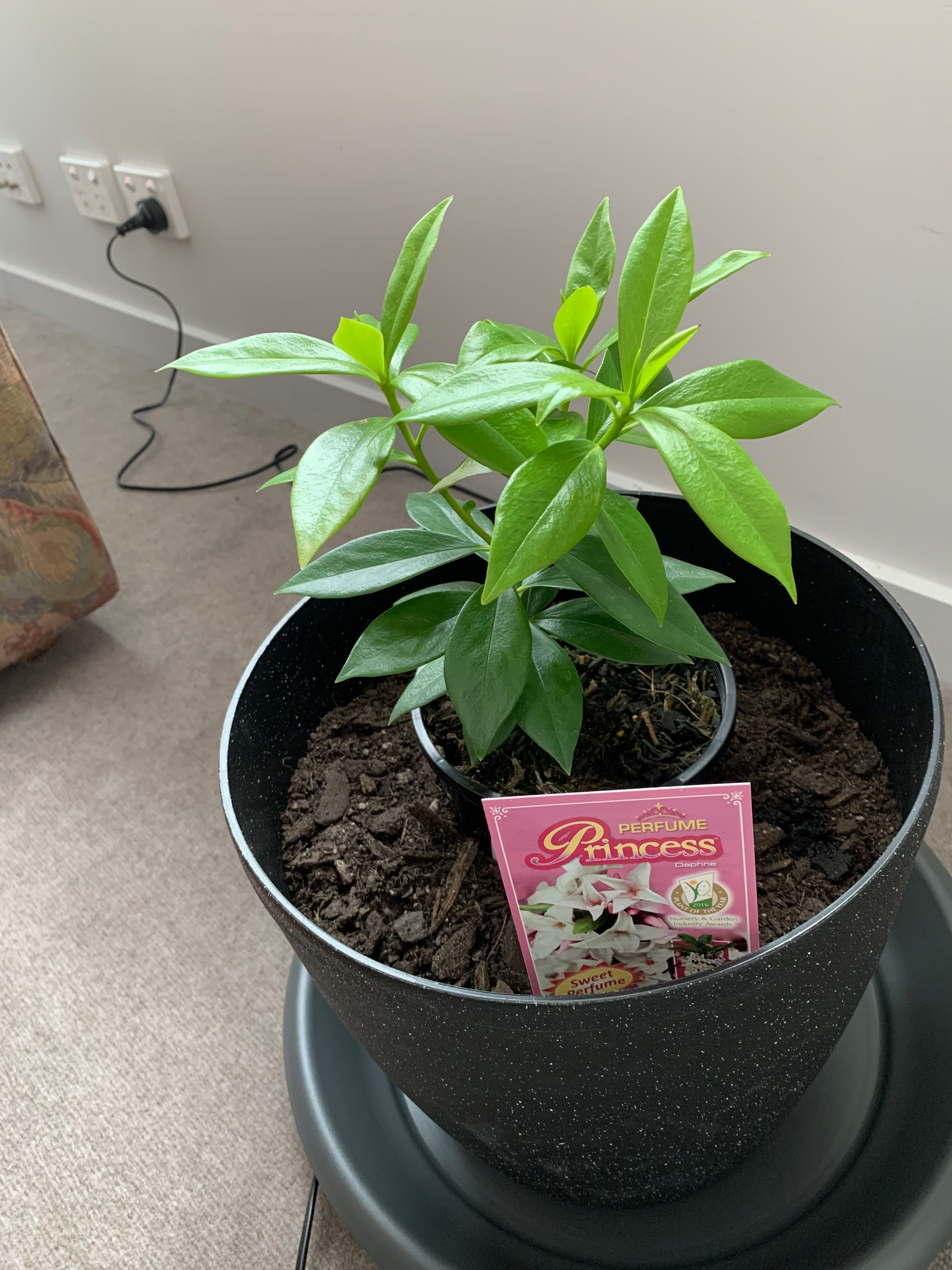 Solved Pot sizes compact balcony plants Bunnings community