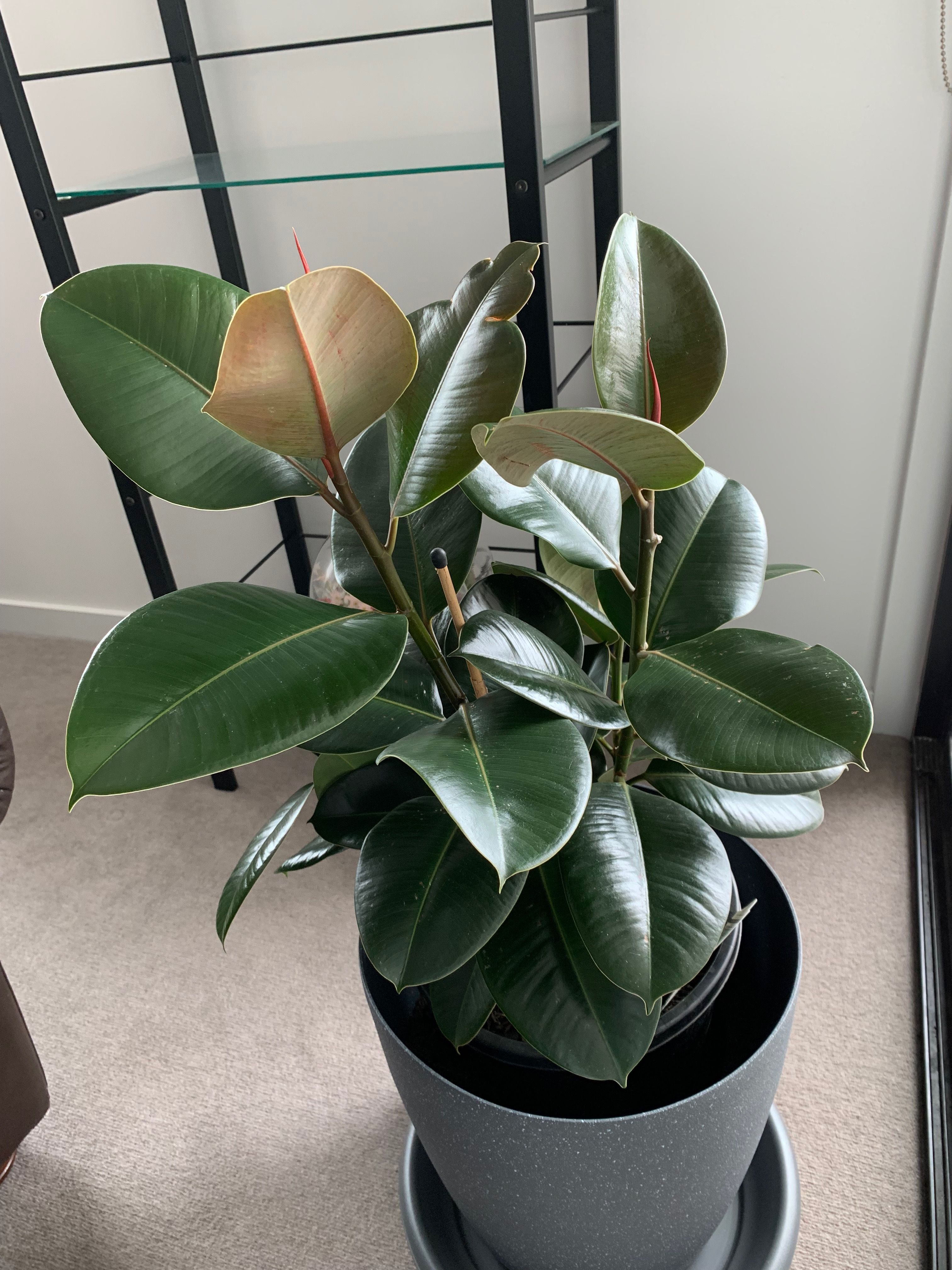 Solved Pot sizes compact balcony plants Bunnings community