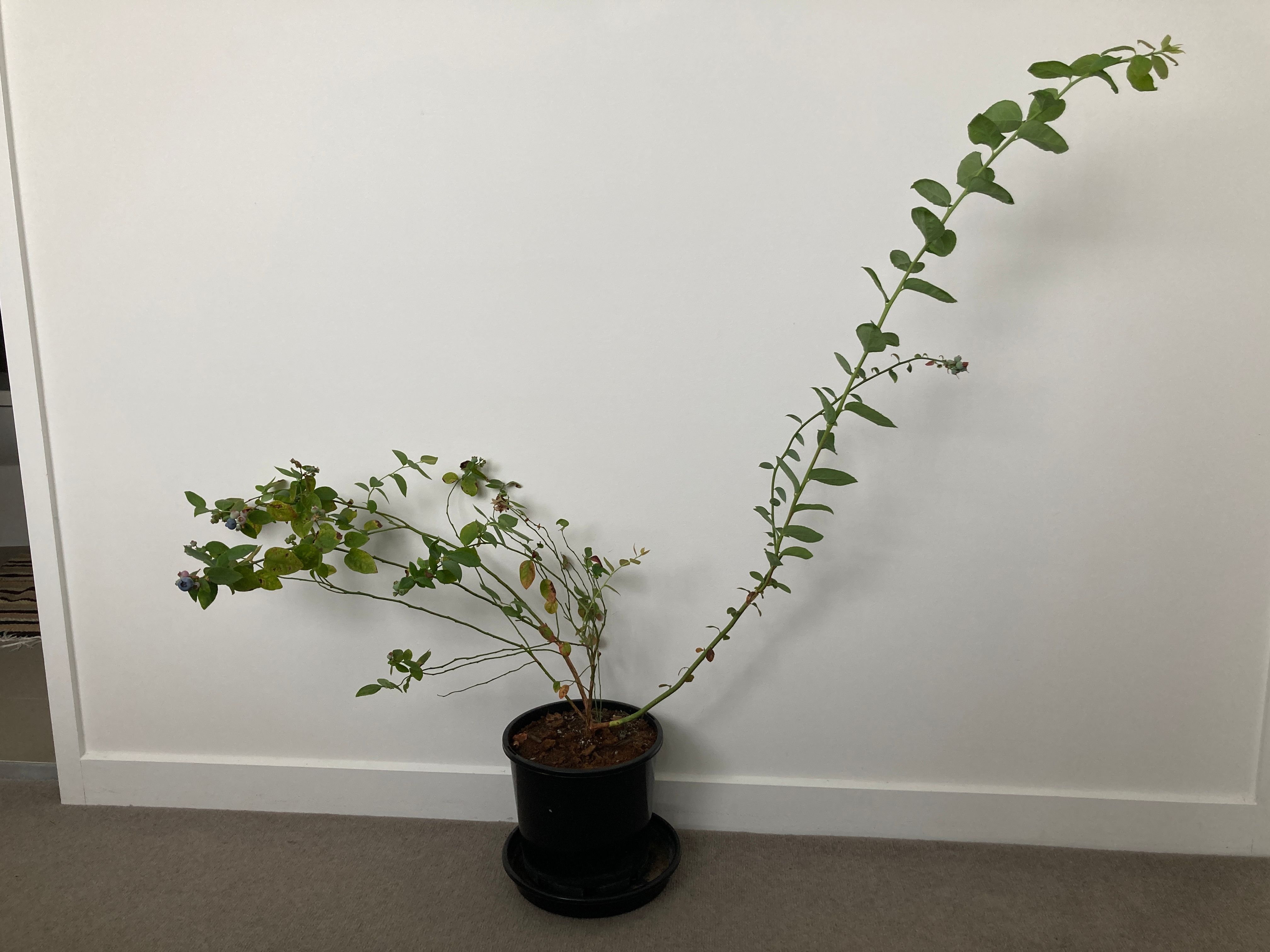 How to prune a blueberry plant? Bunnings community