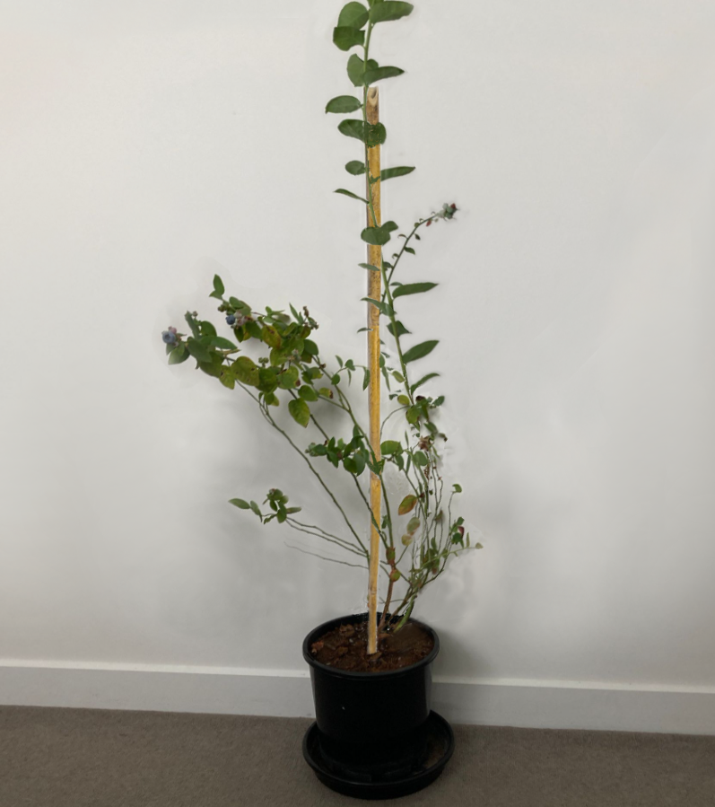 How to prune a blueberry plant? Bunnings community