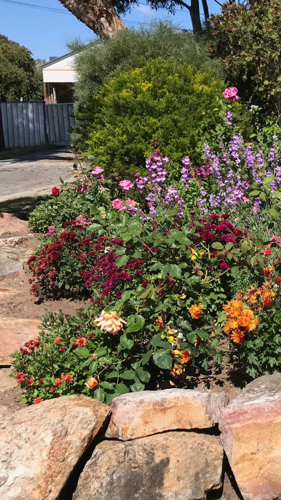Picked some spring flowering Chrysanthemums.