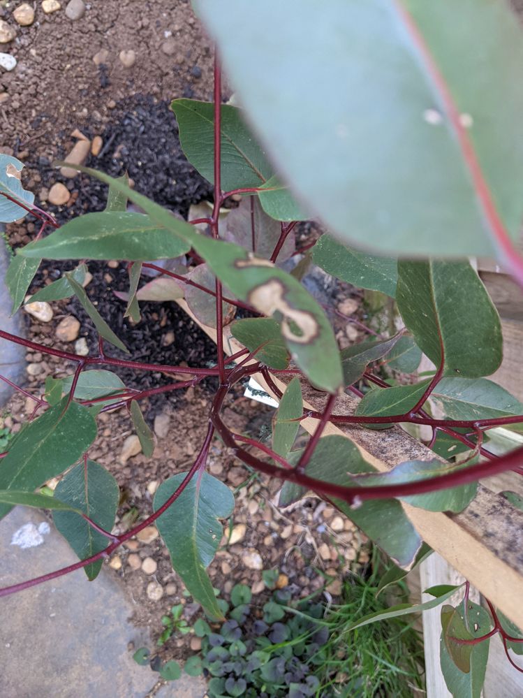 2021129 Silver princess.jpg