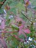 20211208 Maple leaf 2.jpg