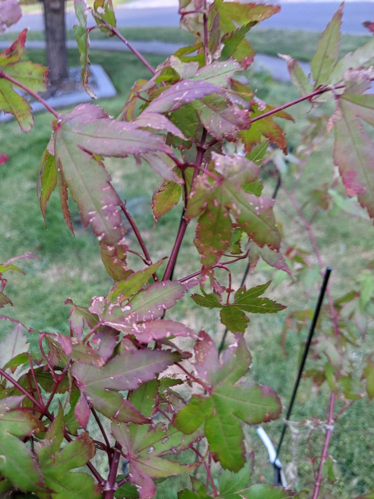 20211208 Maple leaf 1.jpg