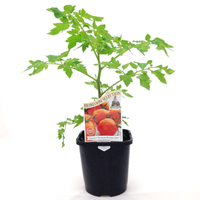 TomatoPlant.png
