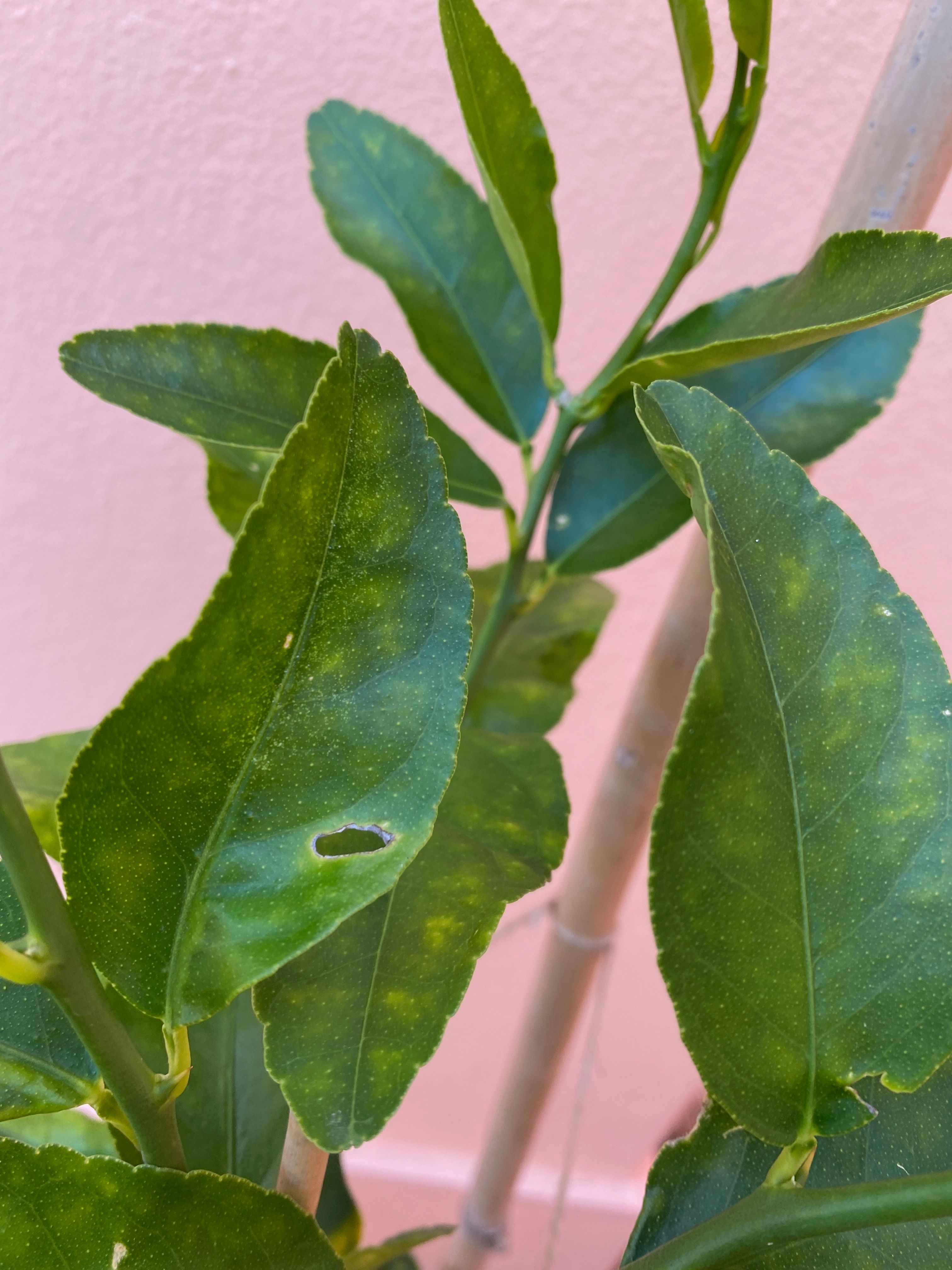 Lime Tree Leaf curl Bunnings community