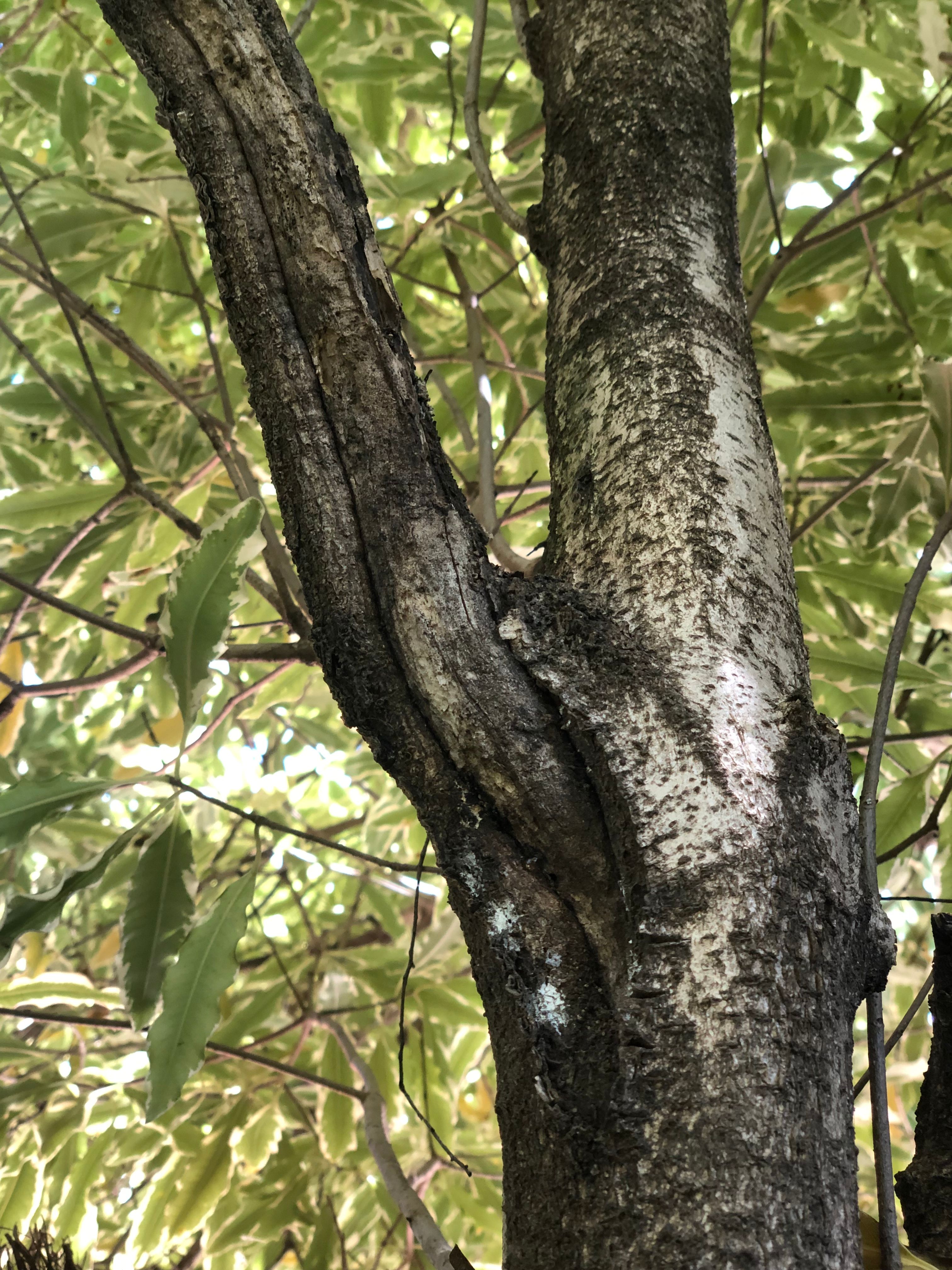 Can we save this tree from borer? Bunnings community