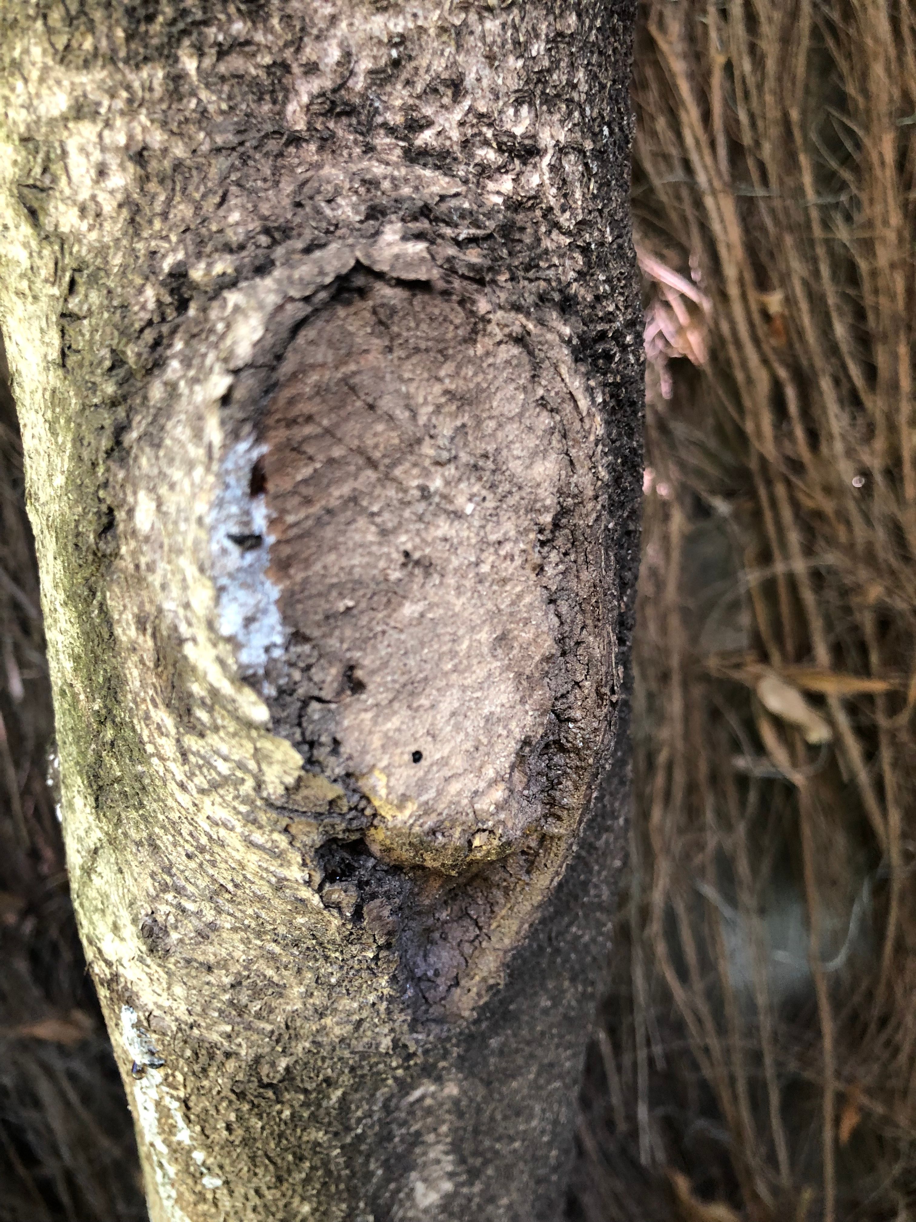 Can we save this tree from borer? Bunnings community