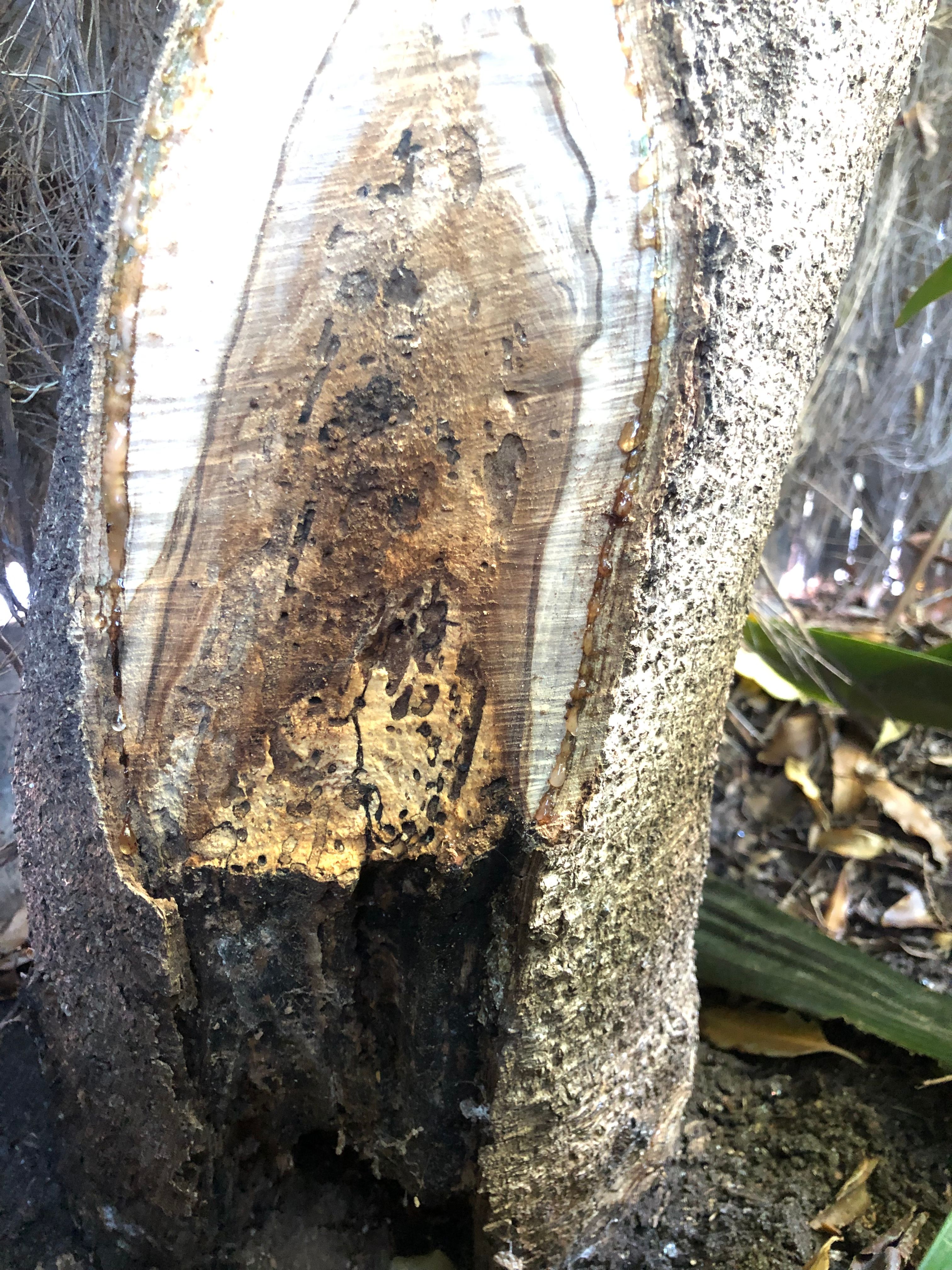 Can we save this tree from borer? Bunnings community