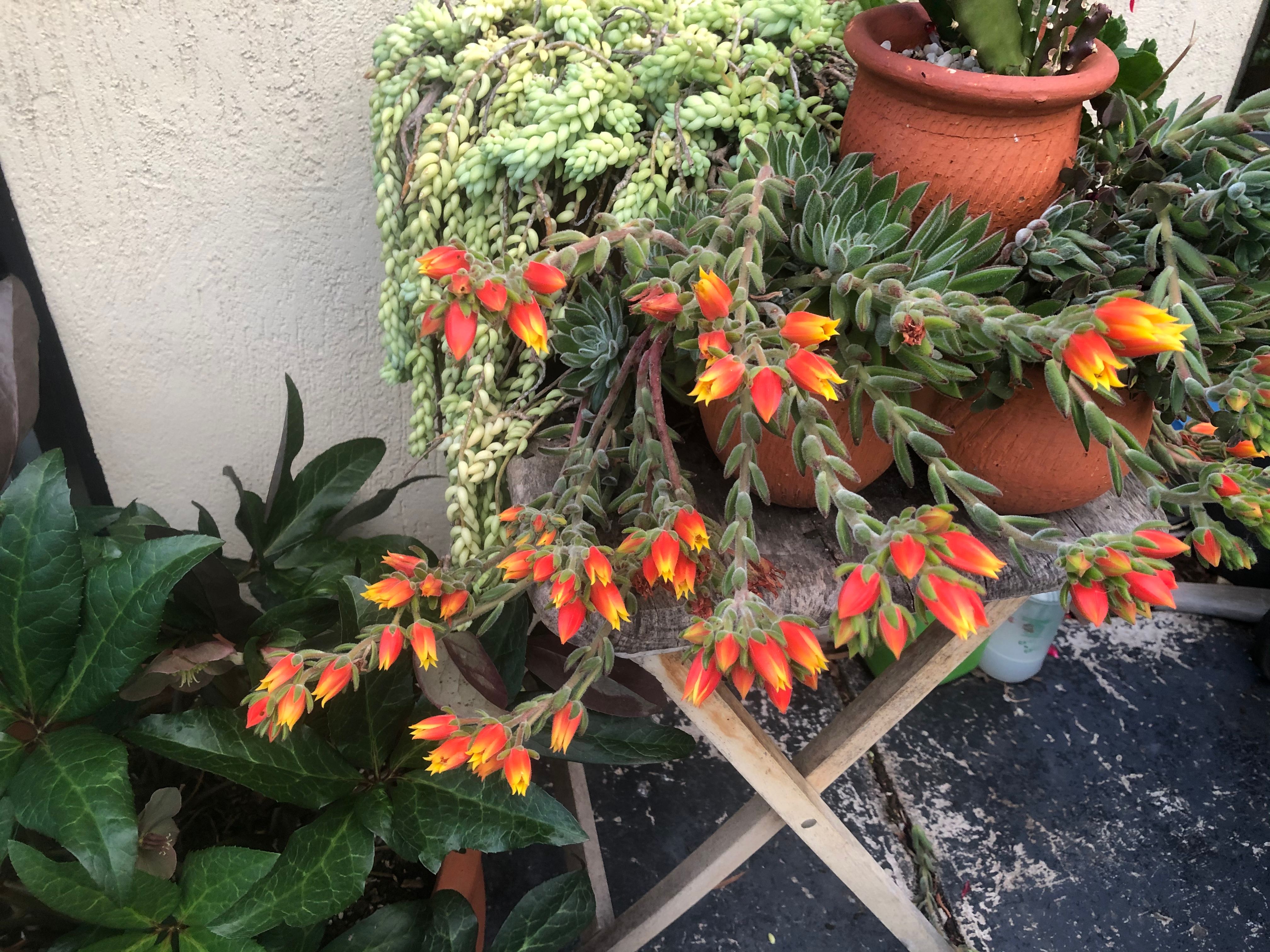 See how the flowers grow Bunnings community