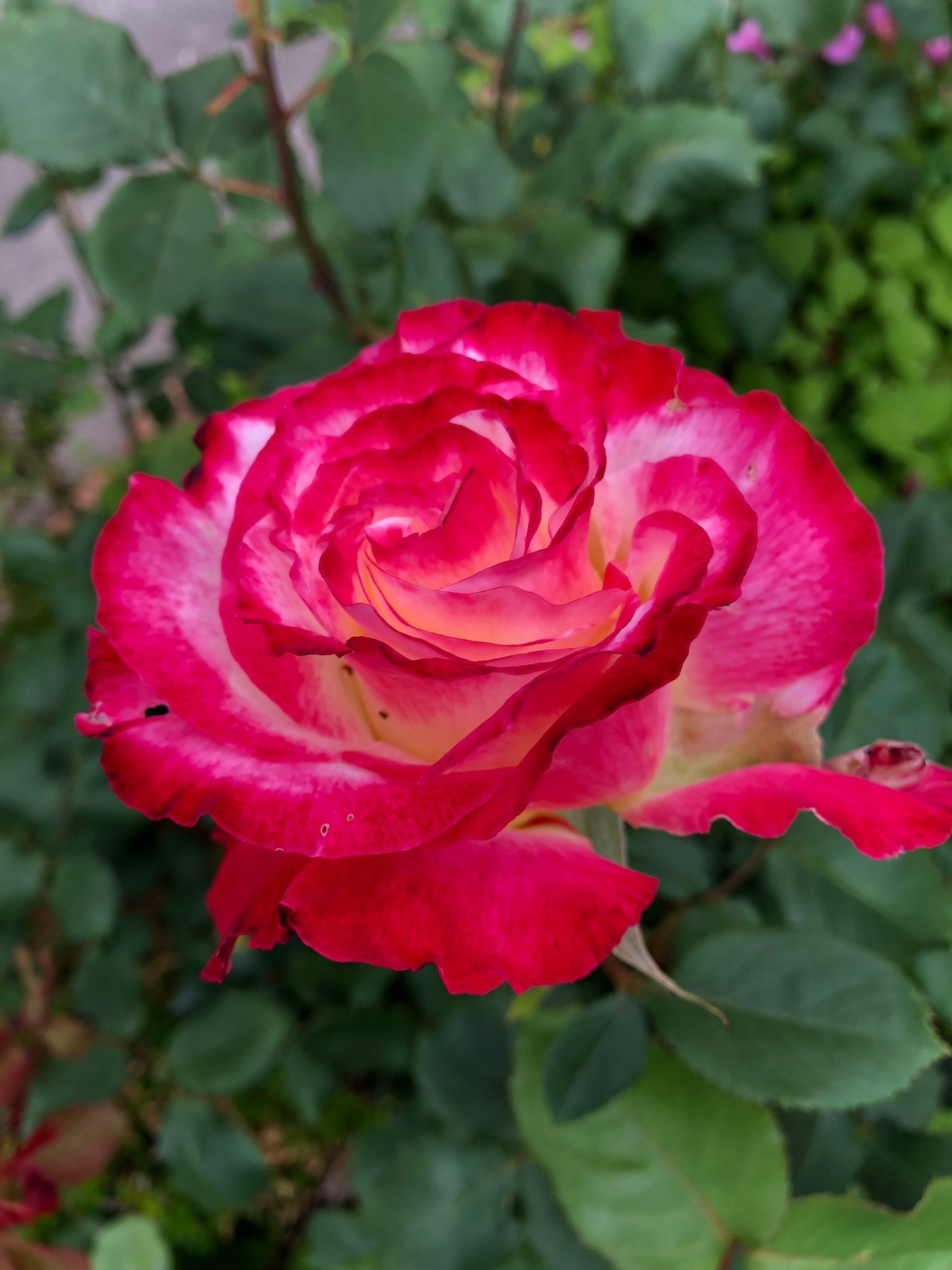 Roses4.jpg